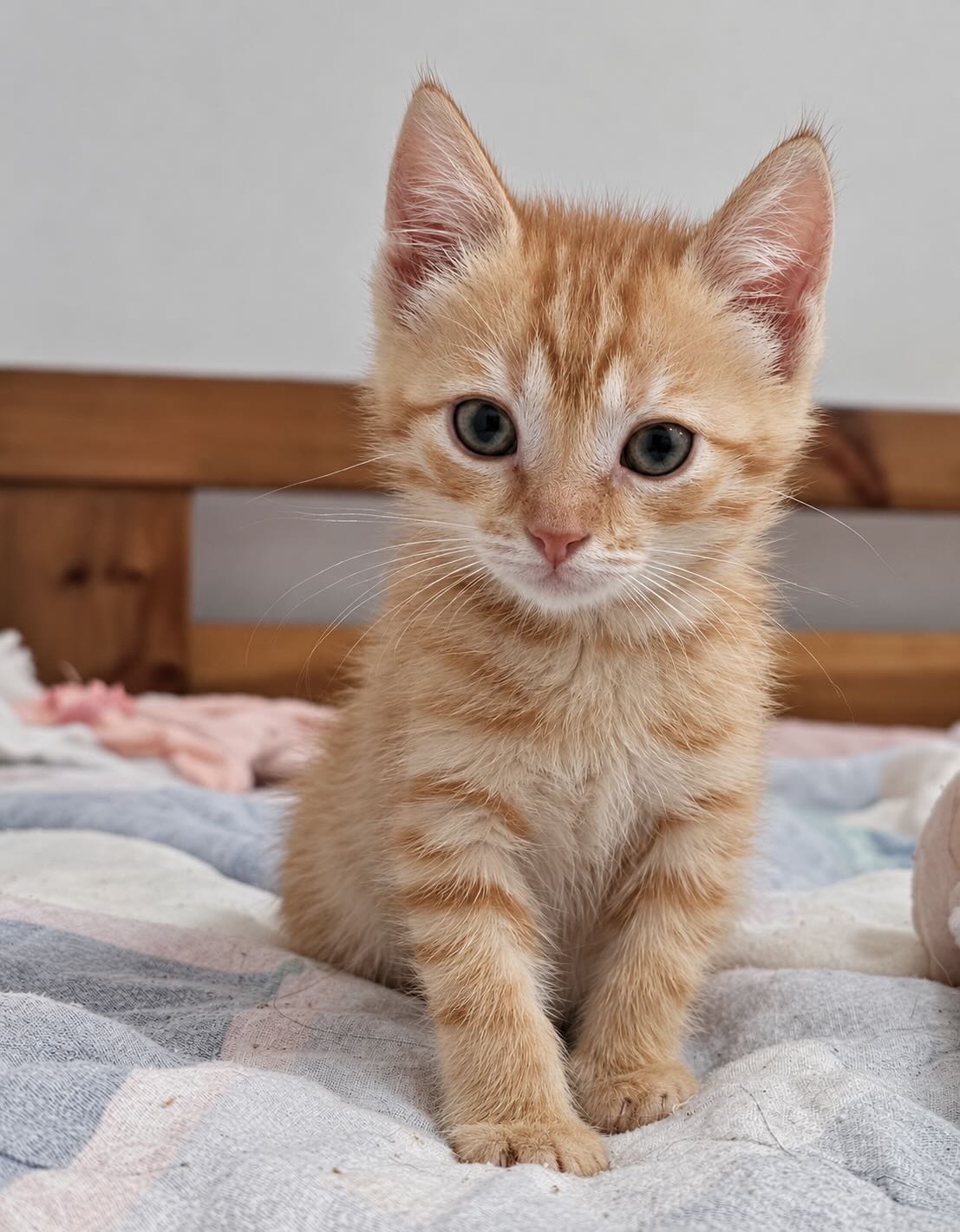 Rode kitten Dimi is een binnenkat
