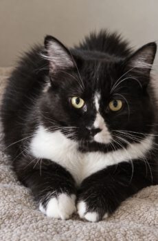 Zwart-witte poes Emily is fluffy en een binnenkat