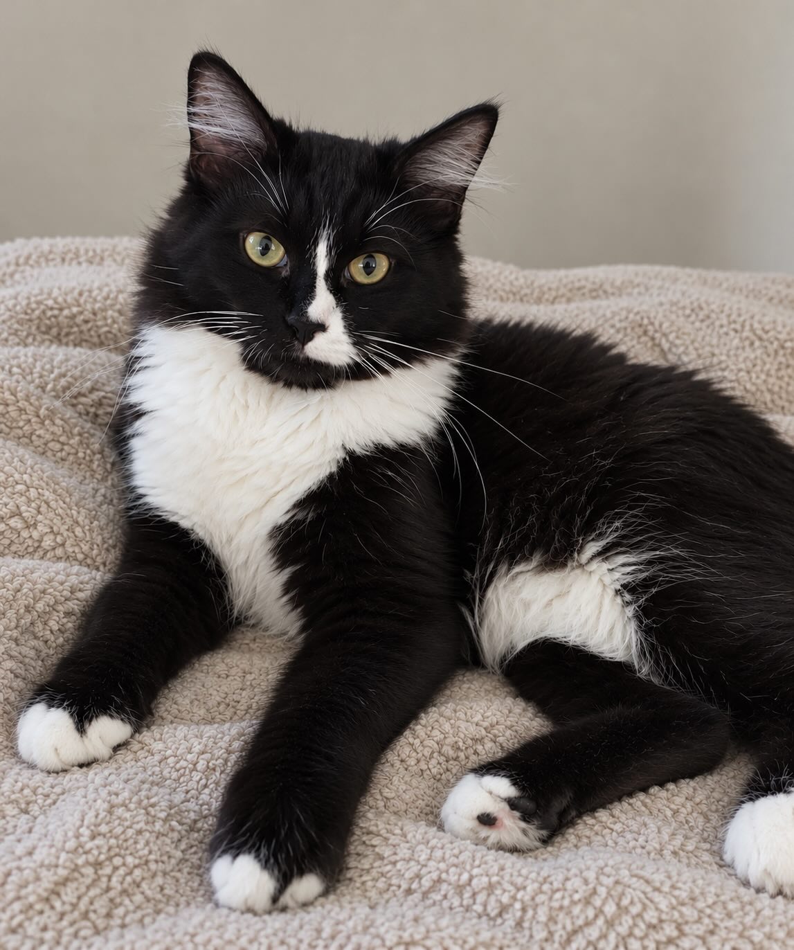 Emily - binnenkort te adopteren - Afbeelding 4