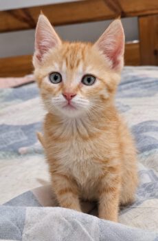 Rode kitten Fenna is een binnenkat