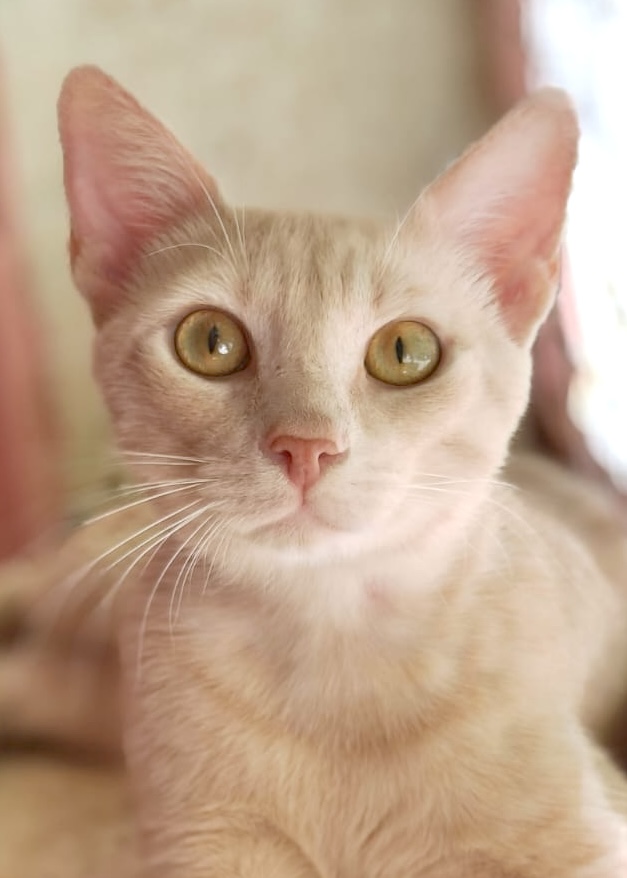Lichtrode kater Linos is extreem aanhankelijk en een binnenkat
