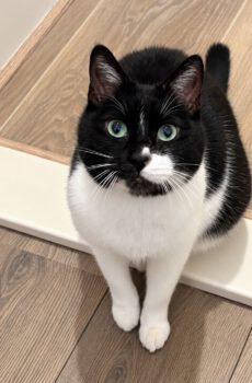 Zwart-witte kater Lio is een tuxedokat en een binnenkat