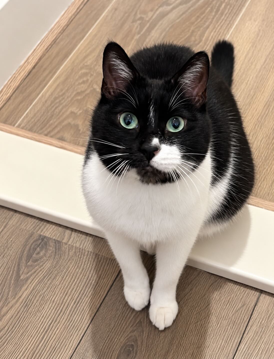 Zwart-witte kater Lio is een tuxedokat en een binnenkat