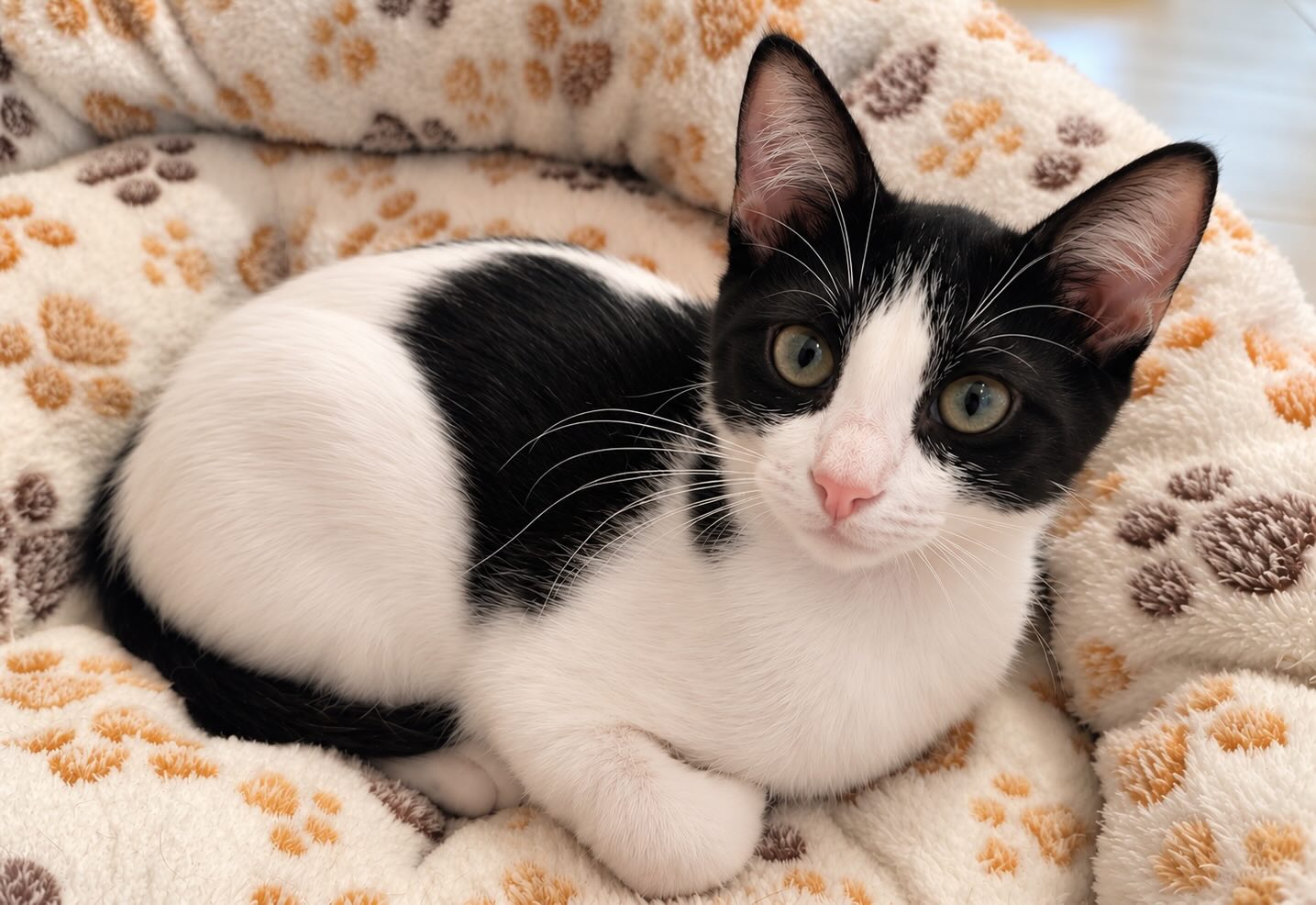 Oreo - relaxte kitten - Afbeelding 3