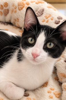 Zwart-witte kater Oreo is een binnenkat