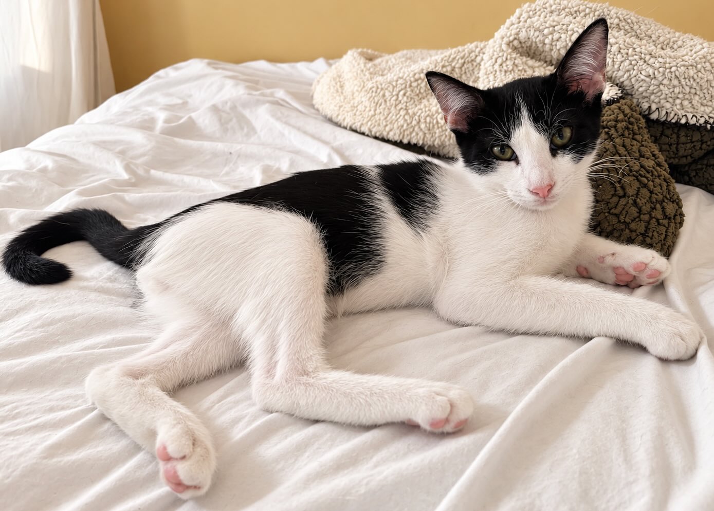 Oreo - relaxte kitten - Afbeelding 5