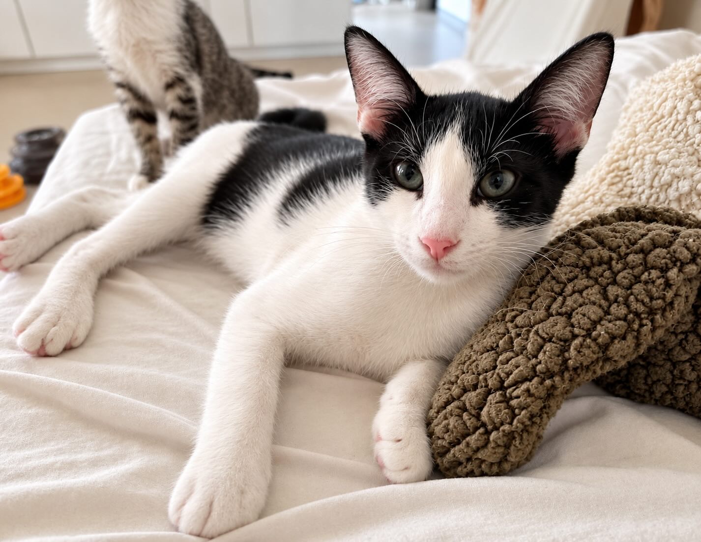 Oreo - relaxte kitten - Afbeelding 6