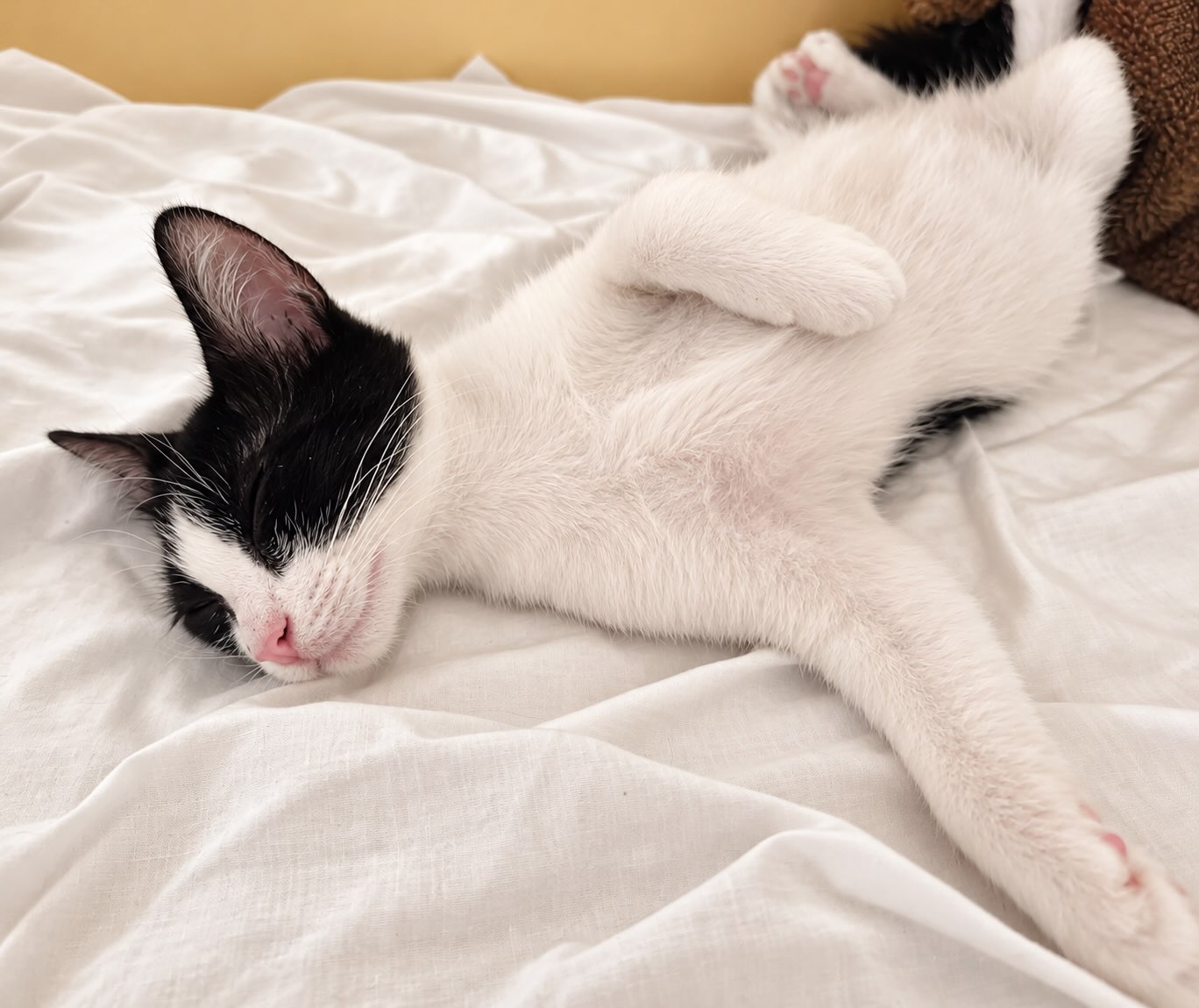 Oreo - relaxte kitten - Afbeelding 7