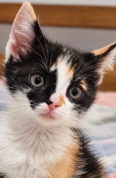 Lapjeskat Stipple is een kitten en binnenkat