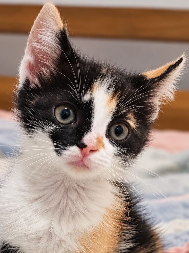 Lapjeskat Stipple is een kitten en binnenkat