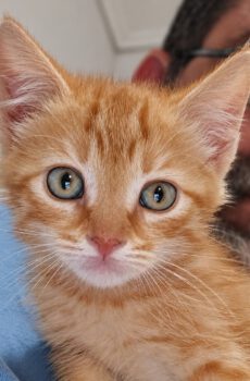 Rode kitten Vonk is een katertje en binnenkat