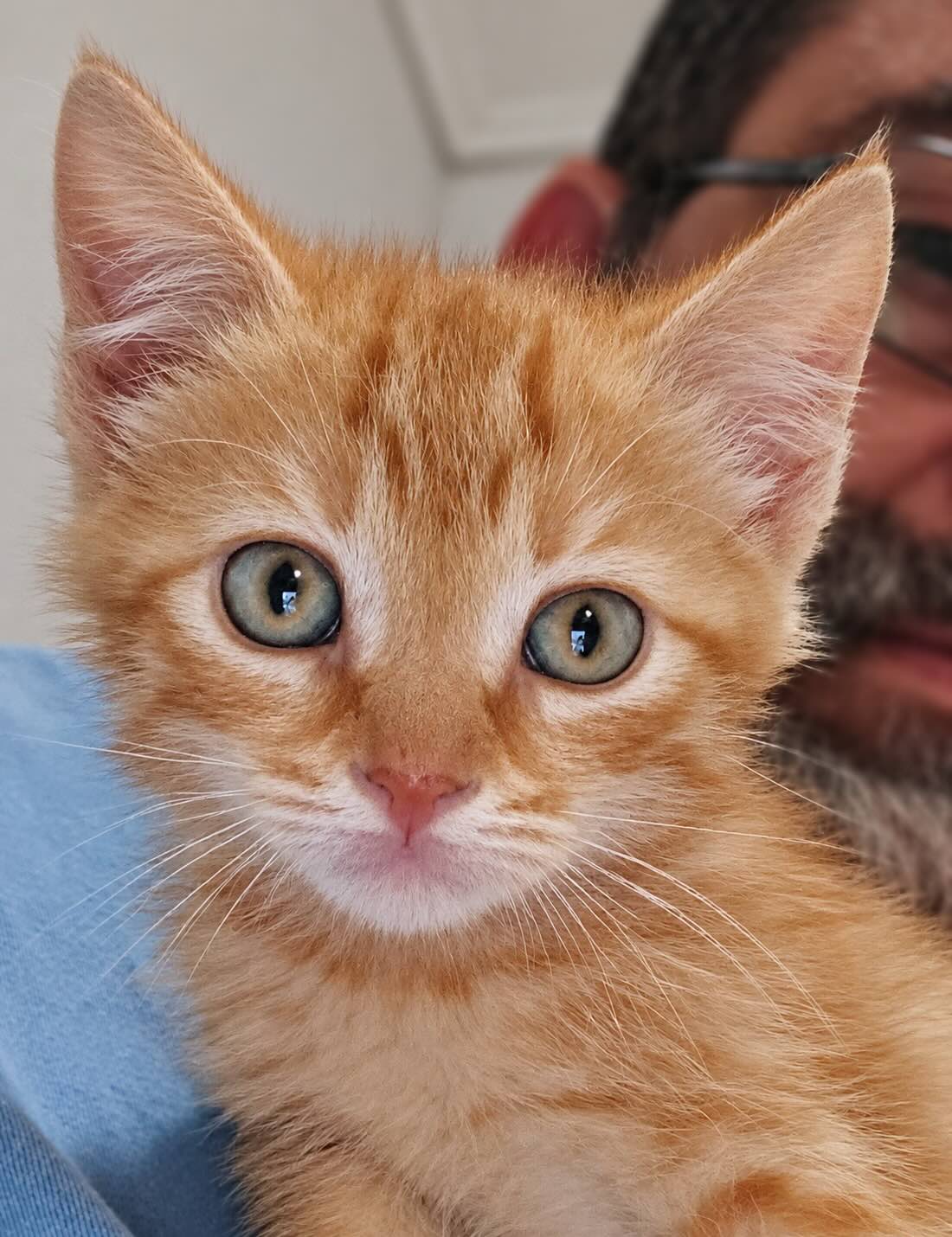 Rode kitten Vonk is een katertje en binnenkat